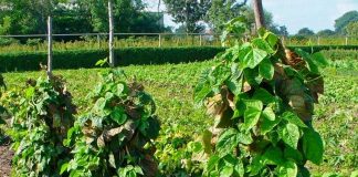 Как вырастить стручковую фасоль? - Овощи Куст фасоли на опоре