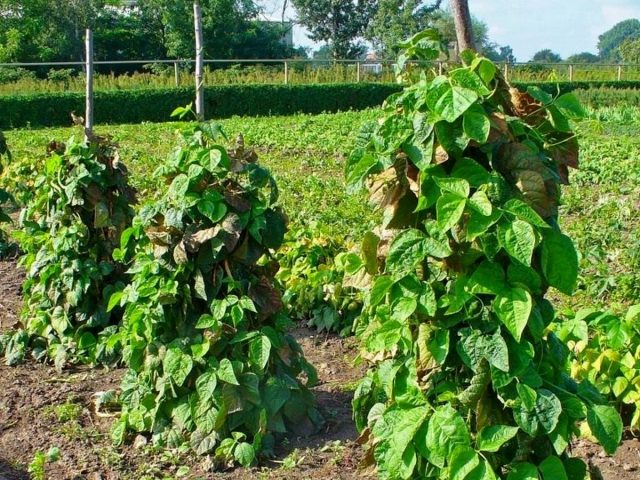 Куст фасоли на опоре Куст фасоли на опоре