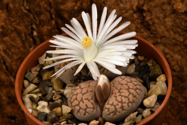 Литопс карасский (Lithops karasmontana) Литопс карасский (Lithops karasmontana)