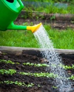 Растения любят тёплую воду Растения любят тёплую воду