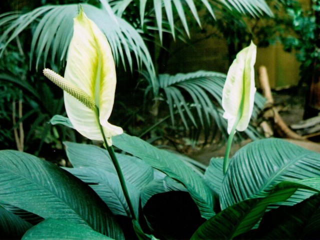 Спатифиллум, или Спатифиллюм (Spathiphyllum) Спатифиллум, или Спатифиллюм (Spathiphyllum)