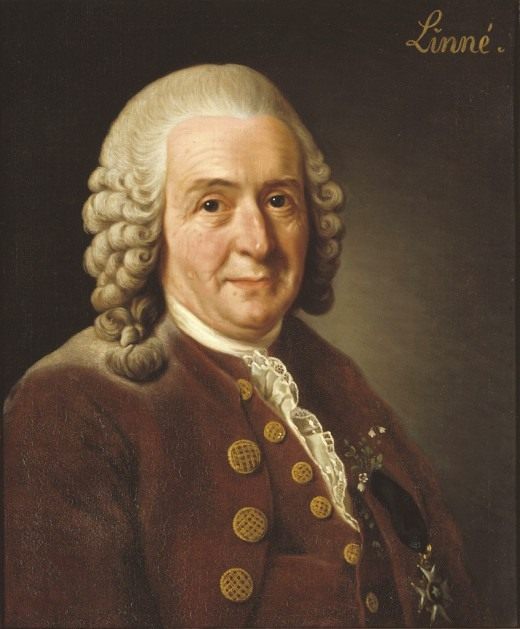 Портрет Карла Линнея работы Александра Рослина (1775) Портрет Карла Линнея работы Александра Рослина (1775)