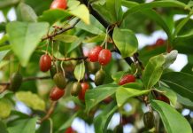 Гуми, или лох многоцветковый