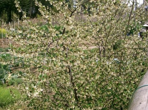 Куст лоха многоцветкового во время цветения Куст лоха многоцветкового во время цветения