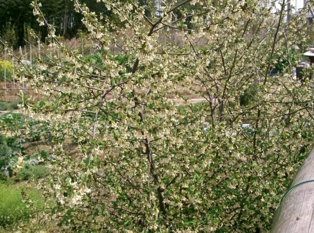 Куст лоха многоцветкового во время цветения Куст лоха многоцветкового во время цветения