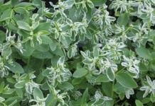 Молочай окаймленный (Euphorbia marginata)