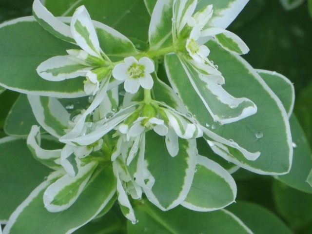 Молочай окаймленный (Euphorbia marginata) Молочай окаймленный (Euphorbia marginata)