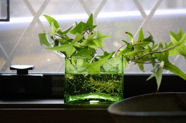 Хедера (Hedera), или Плющ Хедера (Hedera), или Плющ
