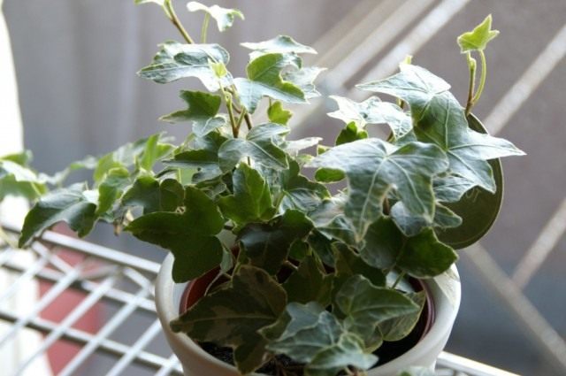 Хедера (Hedera), или Плющ Хедера (Hedera), или Плющ