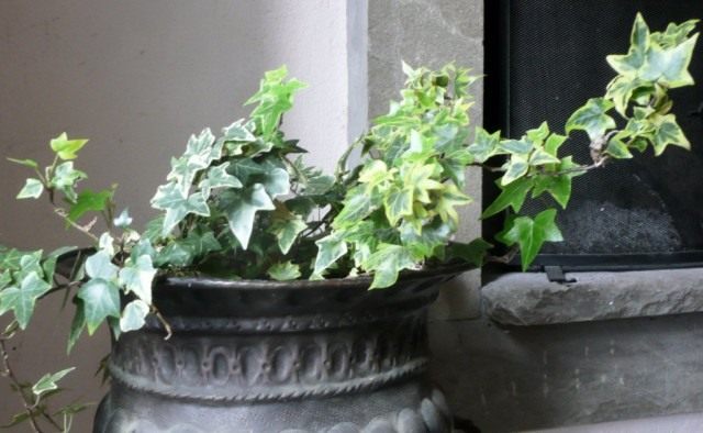 Хедера (Hedera), или Плющ Хедера (Hedera), или Плющ