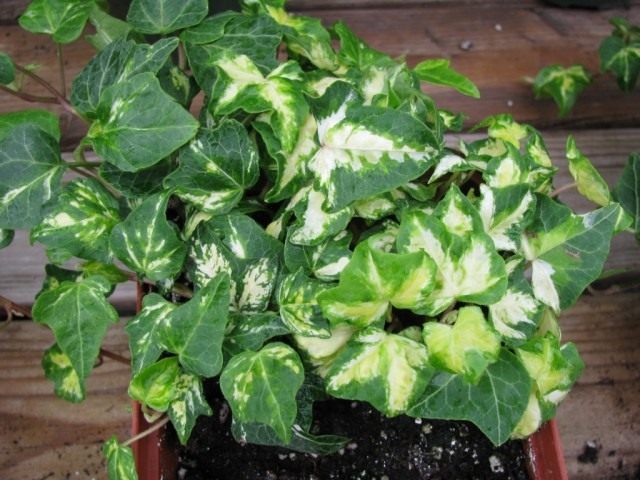 Хедера (Hedera), или Плющ Хедера (Hedera), или Плющ