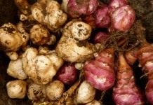 Клубни топинамбура