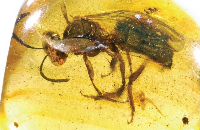 Самка ископаемой пчелы Oligochlora semirugosa из Доминиканского янтаря Самка ископаемой пчелы Oligochlora semirugosa из Доминиканского янтаря