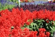 Шалфей блестящий или Сальвия сверкающая (Salvia splendens)