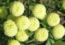 Сантолина цветы