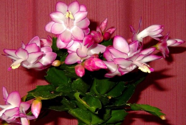 Растения, цветущие в зимний период, стоит поливать как обычно Растения, цветущие в зимний период, стоит поливать как обычно
