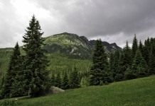 Хвойный лес в предгорье Ретезат в Румынии