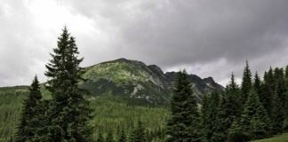 Хвойный лес в предгорье Ретезат в Румынии