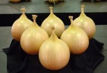 Лук репчатый сорта Эксибишен