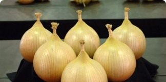 Лук репчатый сорта Эксибишен