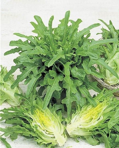 Марокканский кресс-салат. Канарские язычки. Марокканский кресс-салат. Канарские язычки.