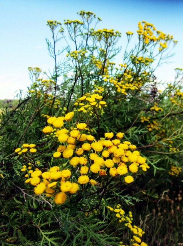 Пижма обыкновенная (Tanacetum vulgare) Пижма обыкновенная (Tanacetum vulgare)