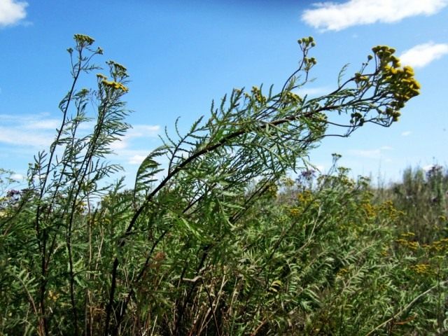 Пижма обыкновенная (Tanacetum vulgare) Пижма обыкновенная (Tanacetum vulgare)