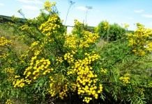 Пижма обыкновенная (Tanacetum vulgare)