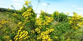 Пижма обыкновенная (Tanacetum vulgare)