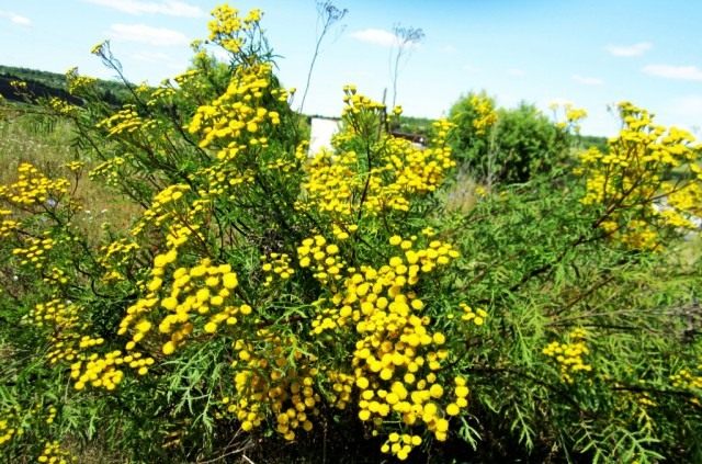 Пижма обыкновенная (Tanacetum vulgare) Пижма обыкновенная (Tanacetum vulgare)