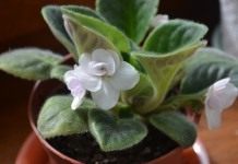 Сенполия, фиалка комнатная, узамбарская фиалка