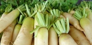 Как выращивать дайкон. Полезные и целебные свойства дайкона