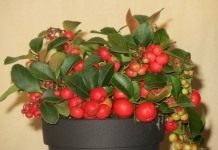 Гаультерия лежачая