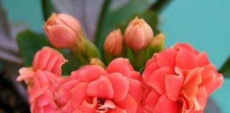 Каланхоэ Блоссфельда (Kalanchoe blossfeldiana)