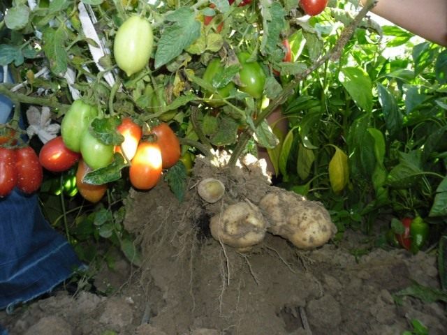 Томатокартофель (TomTato) Томатокартофель (TomTato)