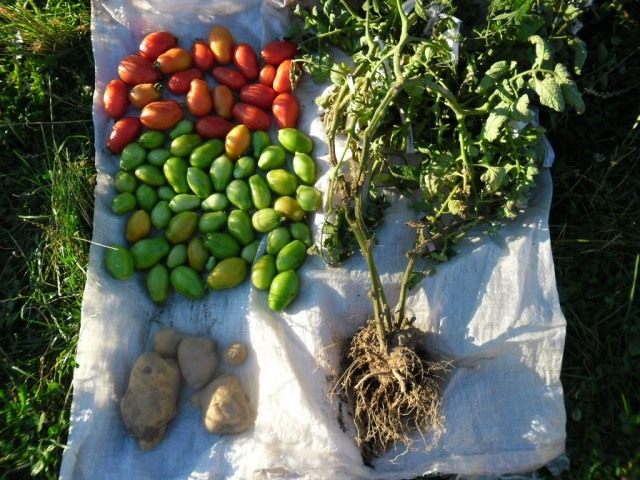 Урожай Томатов и Картофеля с одного куста Урожай Томатов и Картофеля с одного куста