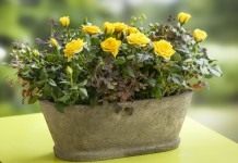 Адаптация роз