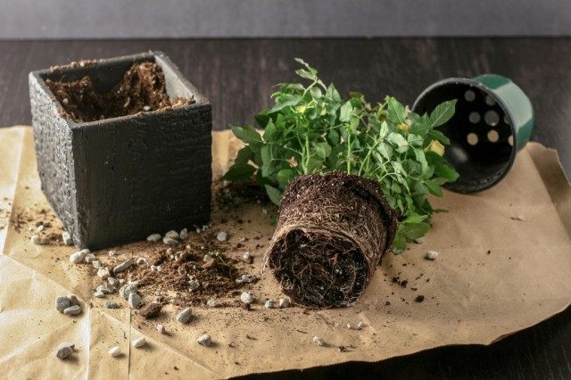 Процесс пересадки розы Процесс пересадки розы
