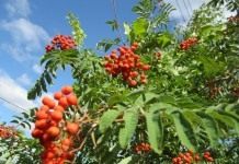 Ягоды рябины