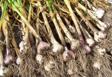 Выращиваем лук-чеснок Рокамболь