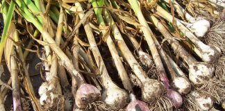 Выращиваем лук-чеснок Рокамболь
