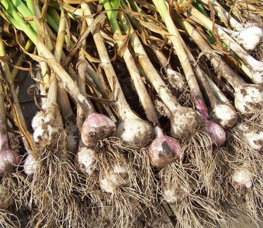 Выращиваем лук-чеснок Рокамболь