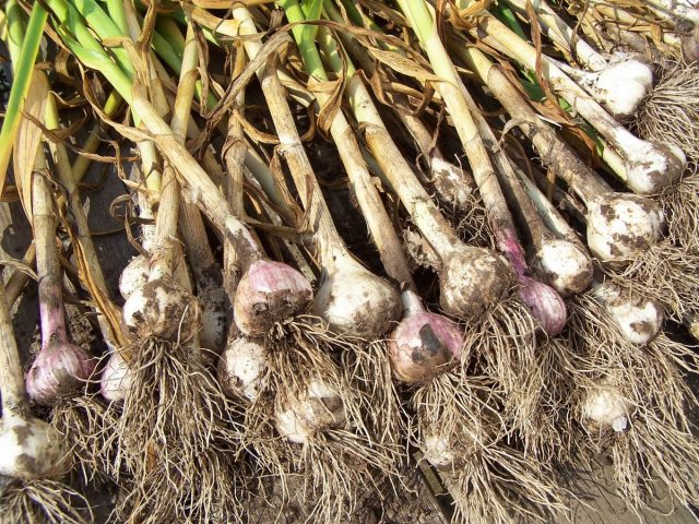 Выращиваем лук-чеснок Рокамболь