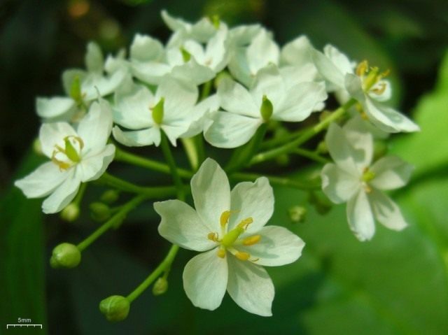 Двулистник щитковидный (Diphyllea cymosa) Двулистник щитковидный (Diphyllea cymosa)