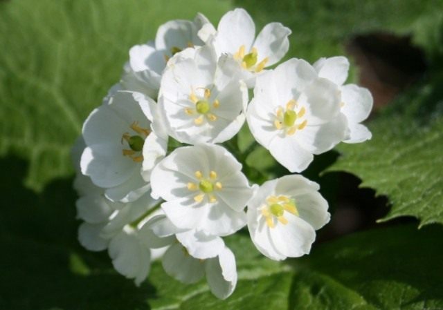 Двулистник Грея (Diphylleia grayi) Двулистник Грея (Diphylleia grayi)