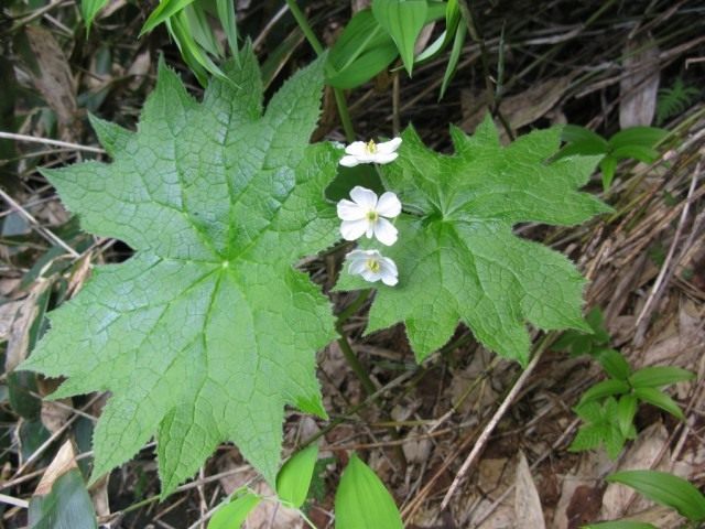Двулистник Грея (Diphylleia grayi) Двулистник Грея (Diphylleia grayi)