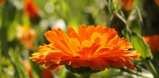 Календула лекарственная (Calendula officinalis)