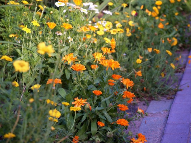 Календула лекарственная (Calendula officinalis) Календула лекарственная (Calendula officinalis)