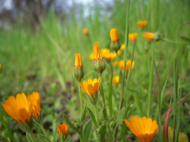 Календула полевая (Calendula Arvensis) Календула полевая (Calendula Arvensis)