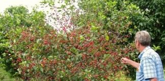 Карликовая черешня в вашем саду - Сад и огород Карликовая черешня